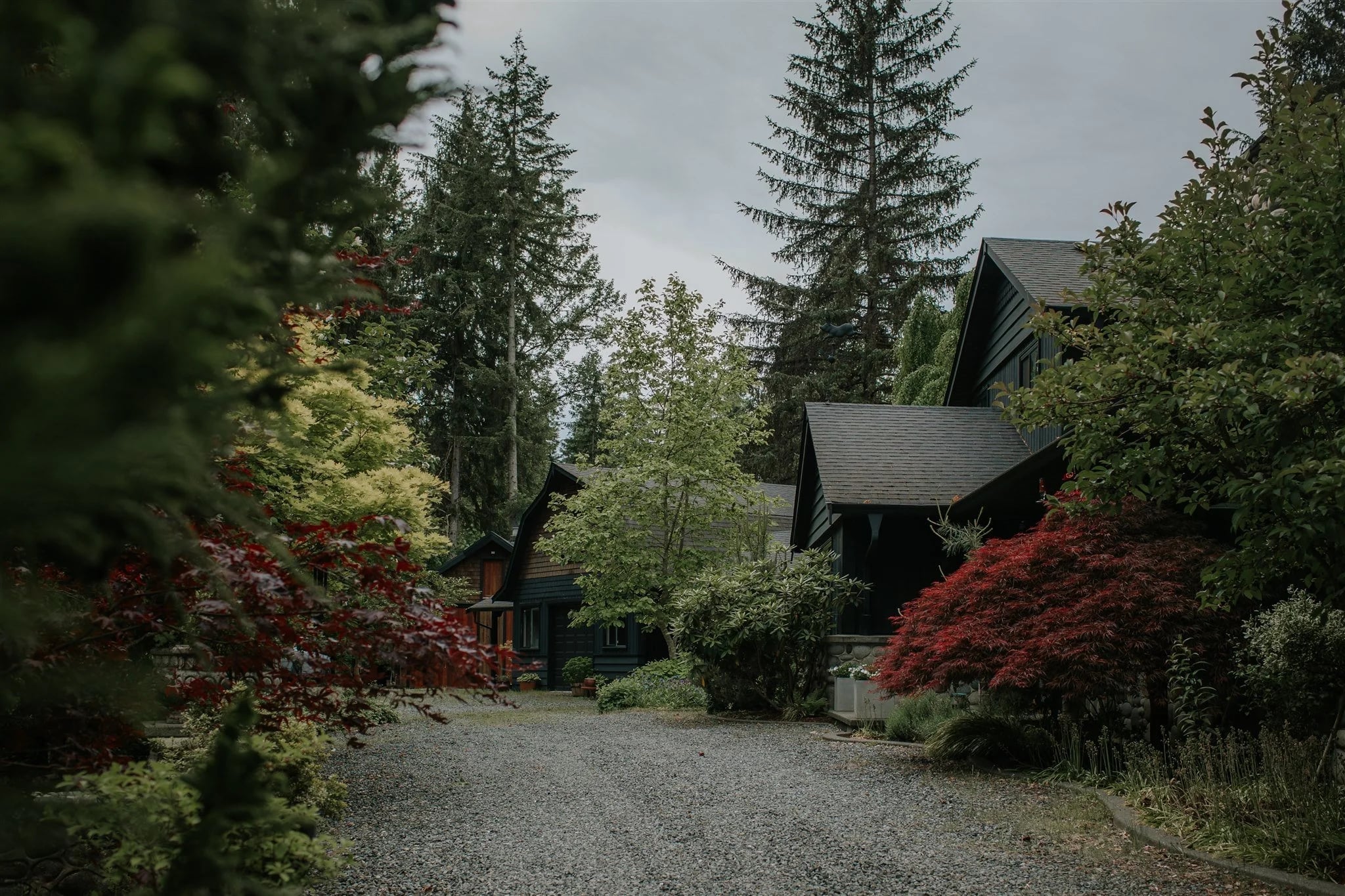A gravel drive between tall trees and red maples