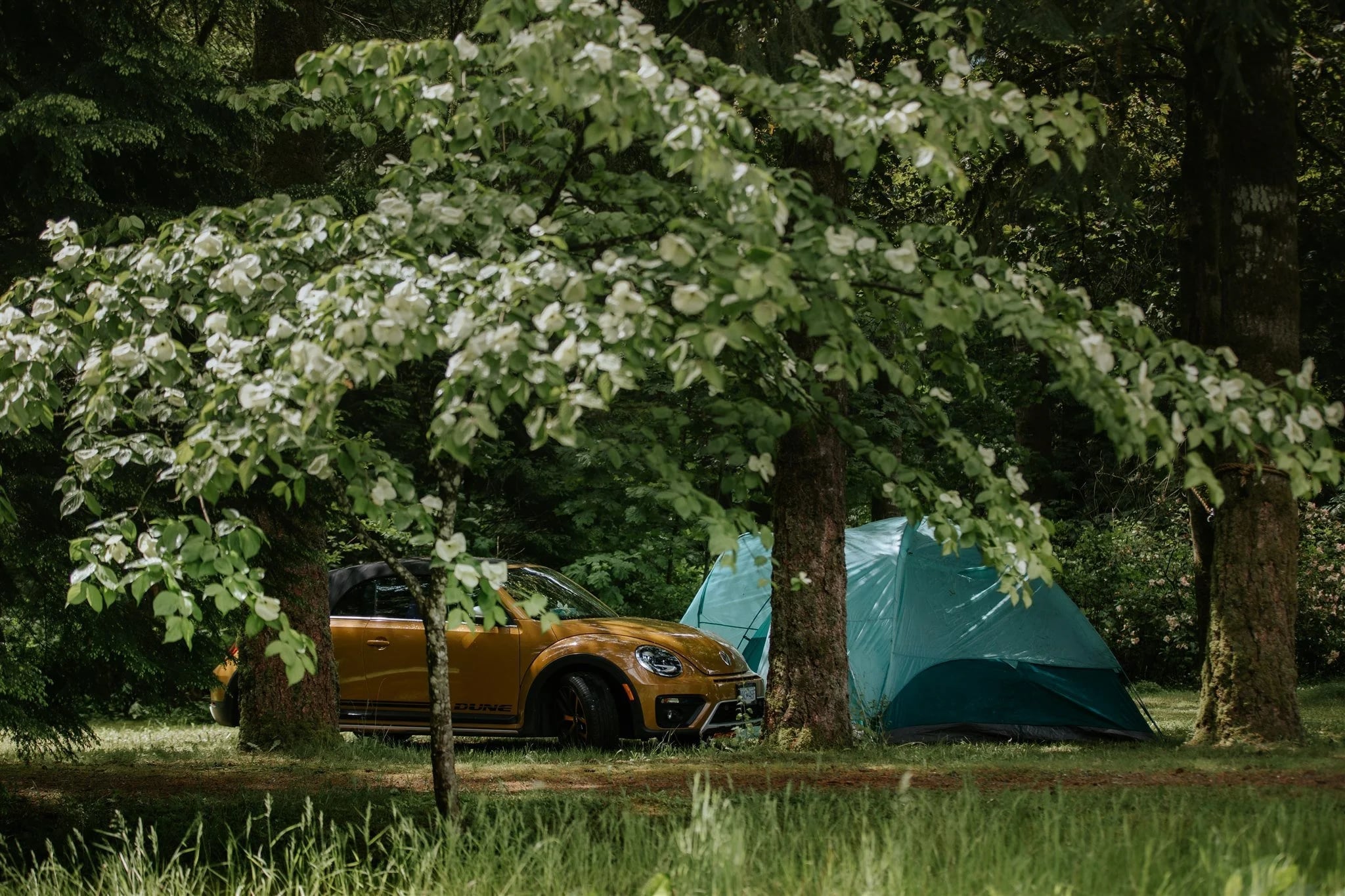 Tents and a car under a flowering dogwood in the meadow
