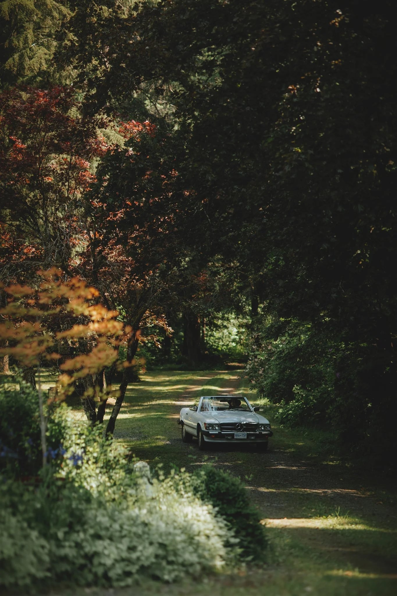 A vintage car parked at the end of a tree-lined lane