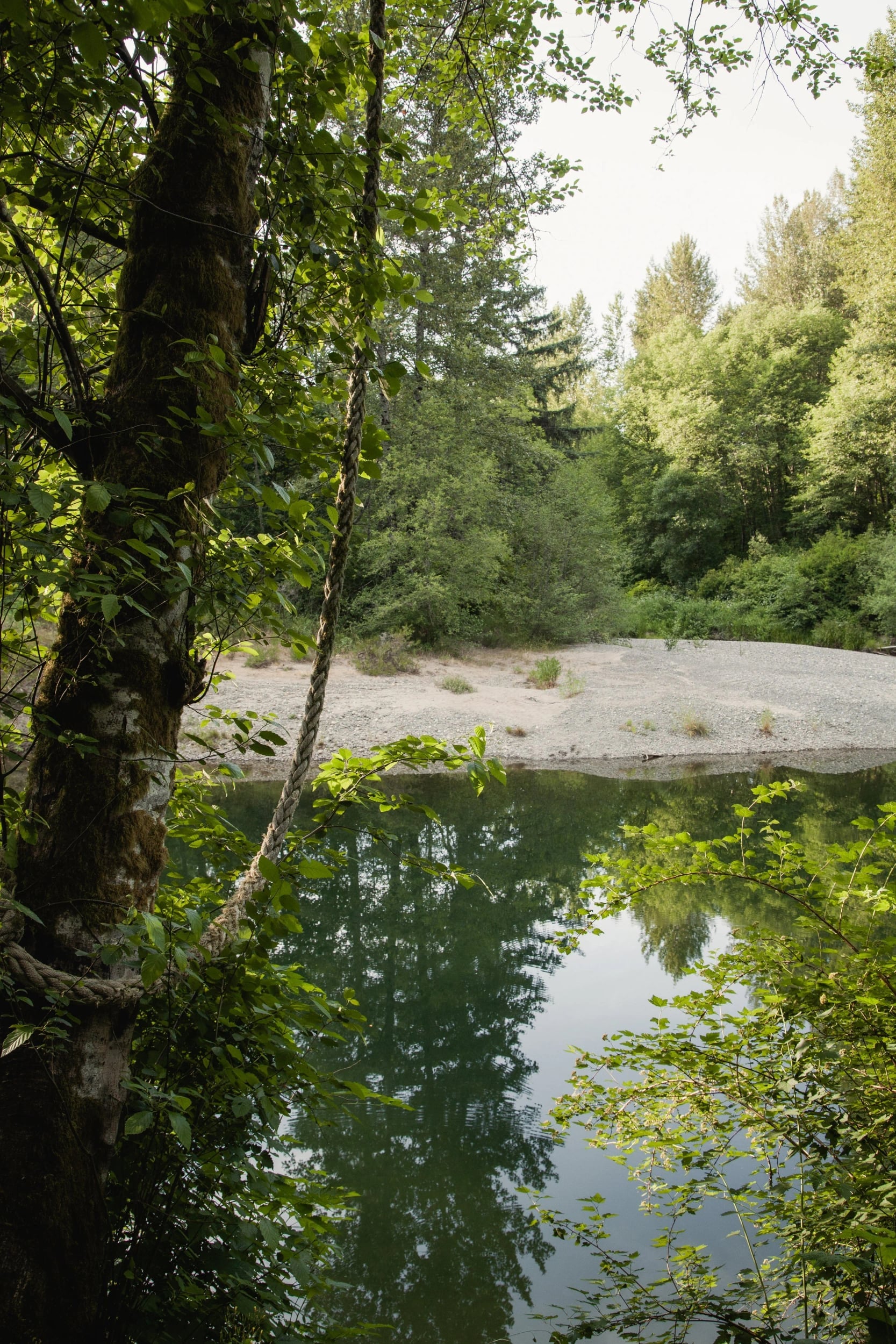 The river glimpsed through tall trees
