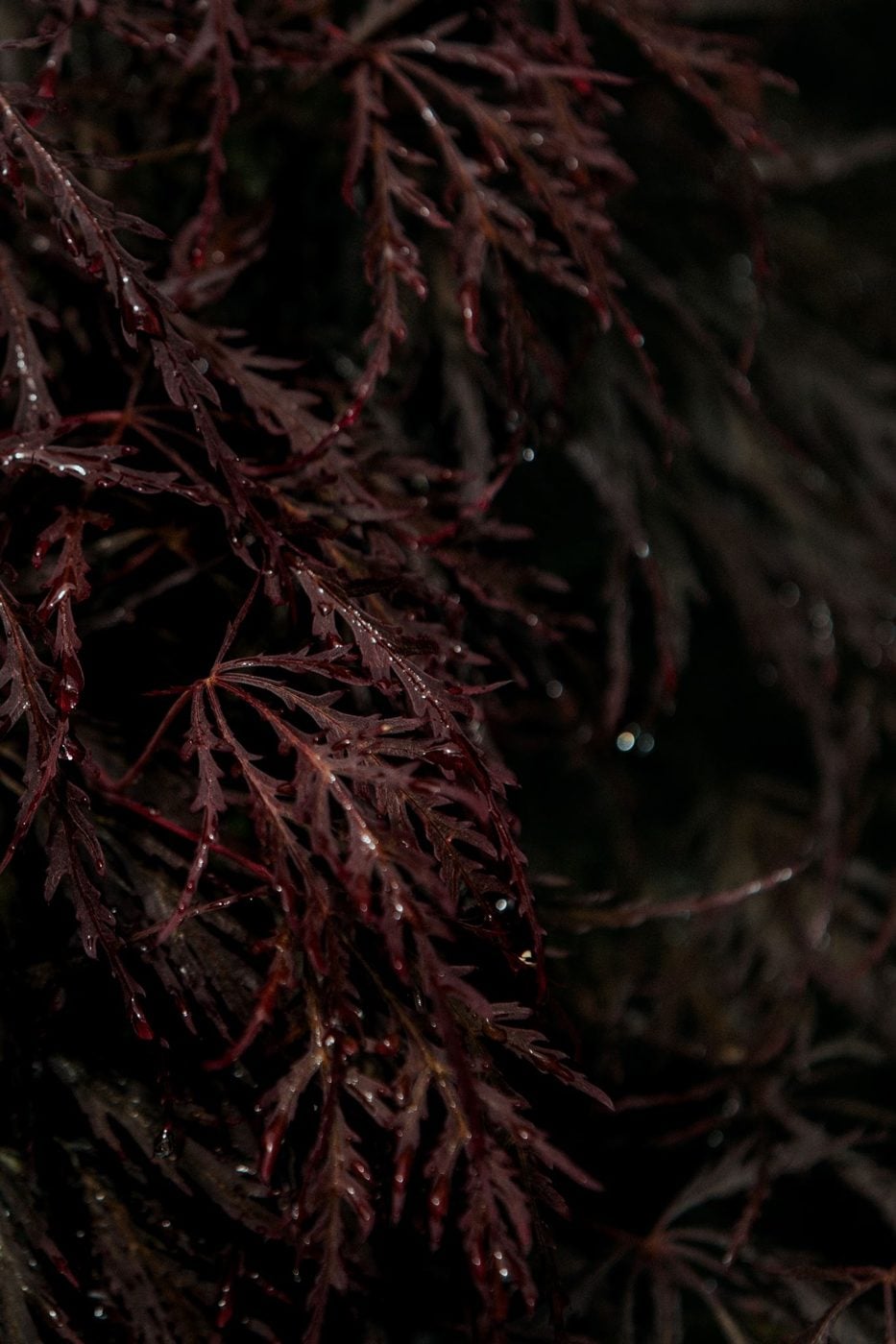 Wet, deep red Japanese maple leaves