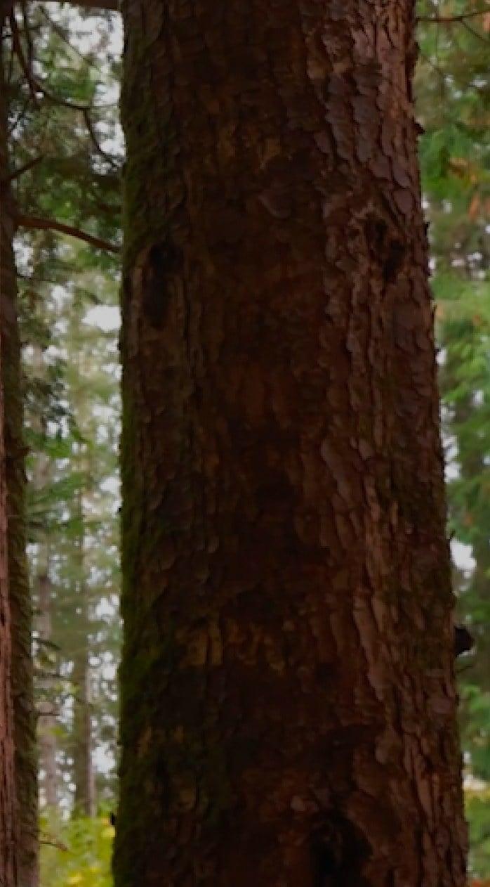 Tall tree trunks at the forest edge